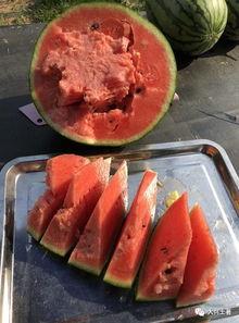 网红吃瓜大集合图片,一场视觉盛宴的狂欢时刻  第1张